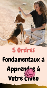 Ordres Fondamentaux à Apprendre à Votre Chien