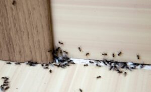 Un Anti-Fourmis