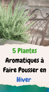 5 Plantes Aromatiques à Faire Pousser en Hiver