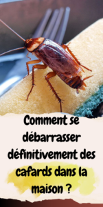 Comment se débarrasser définitivement des cafards dans la maison ?