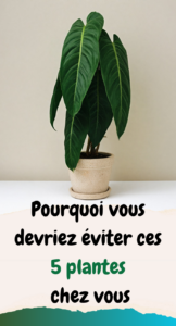 Pourquoi vous devriez éviter ces 5 plantes chez vous