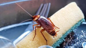 Comment se débarrasser définitivement des cafards dans la maison ?