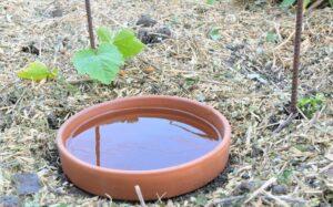 Comment économiser l’eau au jardin