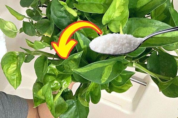 Le Sucre au Jardin