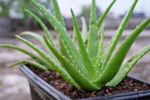 l’aloe vera chez soi