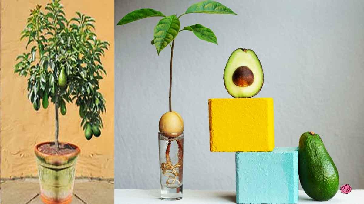 9 étapes pour faire pousser un avocatier à la maison