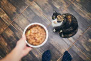 es chats refusent parfois leur nourriture