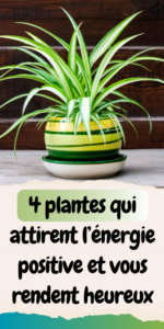 description épingle pinterest :