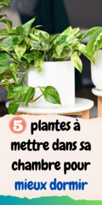 plantes à mettre dans sa chambre pour mieux dormir