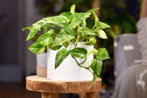 plantes à mettre dans sa chambre pour mieux dormir