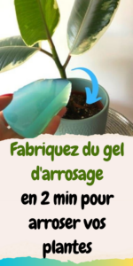 Fabriquez du gel d'arrosage en 2 min pour arroser vos plantes.