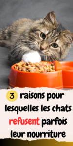 Les chats refusent parfois leur nourriture