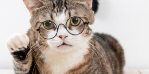 les races de chats