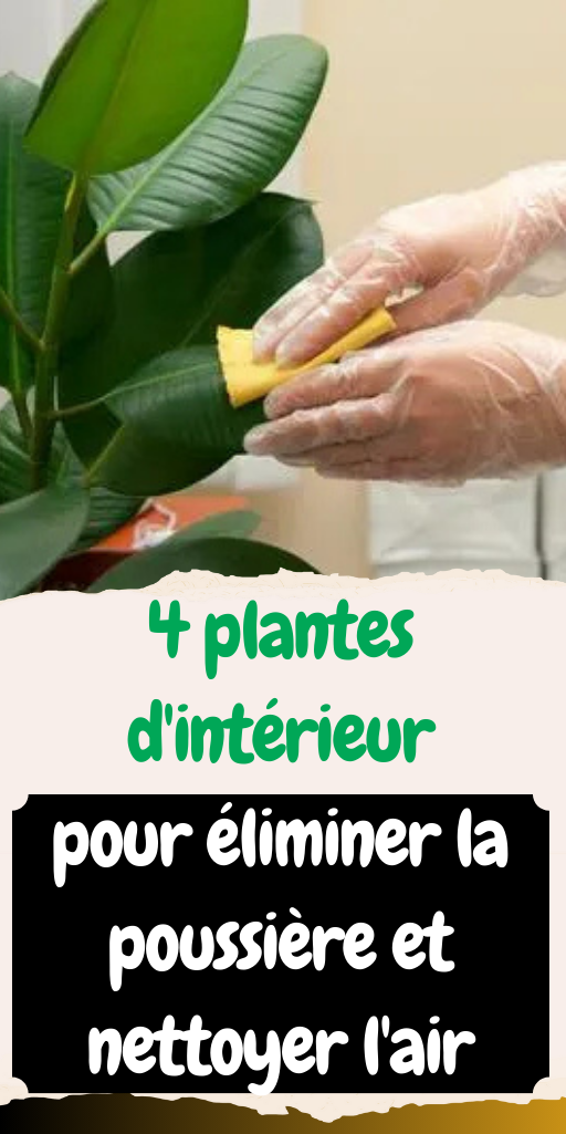 4 plantes d'intérieur pour éliminer la poussière et nettoyer l'air