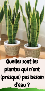 plantes qui n’ont pas besoin d’eau
