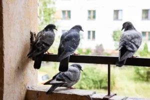 éloigner les pigeons de votre balcon