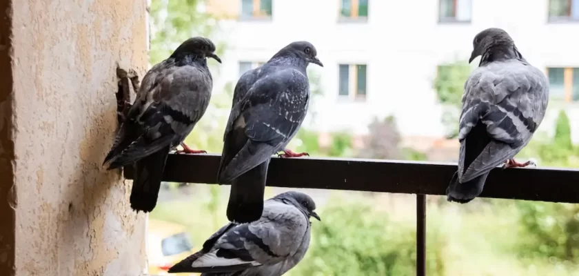 éloigner les pigeons de votre balcon