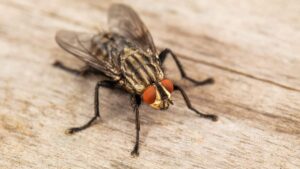 Une cuisine sans mouches et parfumée avec seulement 2 ingrédients