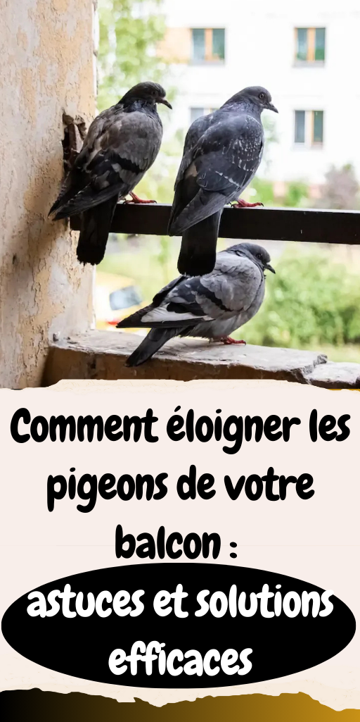 éloigner les pigeons de votre balcon