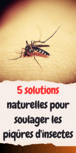 5 solutions naturelles pour soulager les piqûres d'insectes