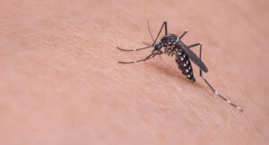 5 solutions naturelles pour soulager les piqûres d'insectes