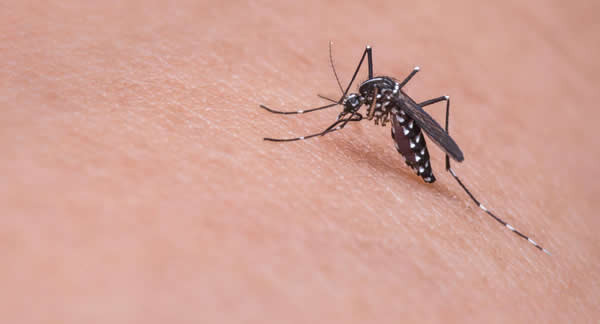 5 solutions naturelles pour soulager les piqûres d'insectes