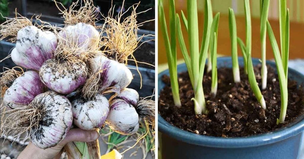 Comment Faire Pousser l’Ail de Façon Infinie à la Maison