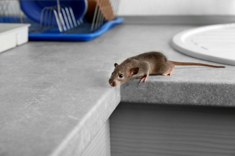 Comment se débarrasser des souris ? Les 4 moyens naturels ! Culture Générale