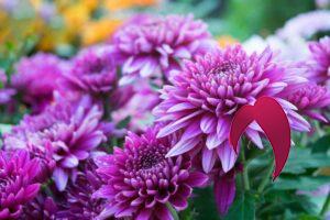 symbolique de ces 9 fleurs