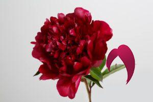 symbolique de ces 9 fleurs