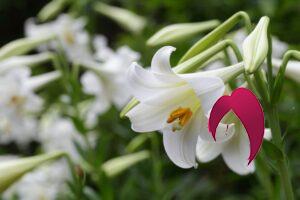 symbolique de ces 9 fleurs