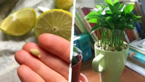 Planter le Citron Dans un Verre