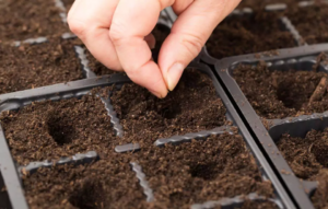 planter en février et mars pour un jardin florissant