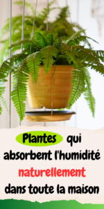 Plantes qui absorbent l'humidité