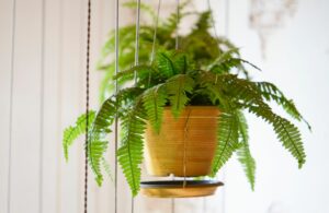 Plantes qui absorbent l'humidité