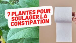 7 plantes efficaces contre la constipation