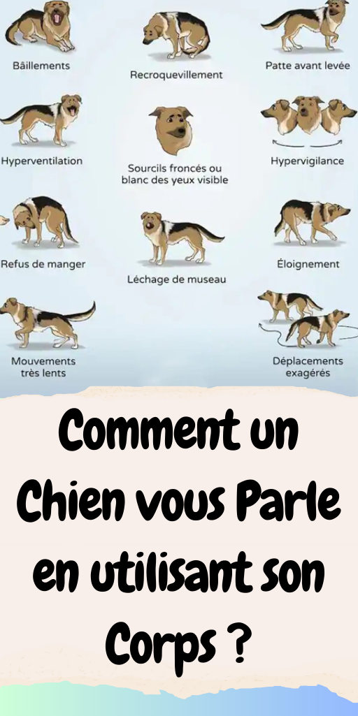 Chien vous Parle en utilisant son Corps