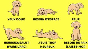 Chien vous Parle en utilisant son Corps