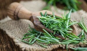 Comment utiliser le romarin pour éloigner les tiques naturellement