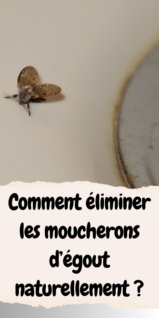  éliminer les moucherons d’égout naturellement 