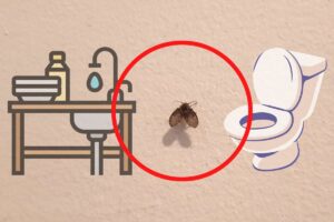 éliminer les moucherons d’égout naturellement
