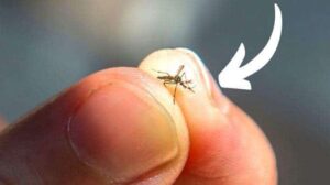 Comment trouver un moustique caché dans la chambre ?