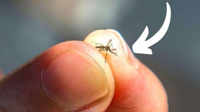 Comment trouver un moustique caché dans la chambre ?
