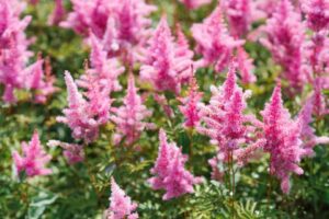 9 fleurs vivaces qui fleurissent longtemps et subliment votre jardin