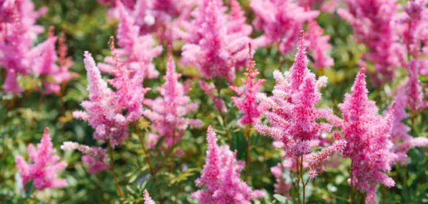 9 fleurs vivaces qui fleurissent longtemps et subliment votre jardin