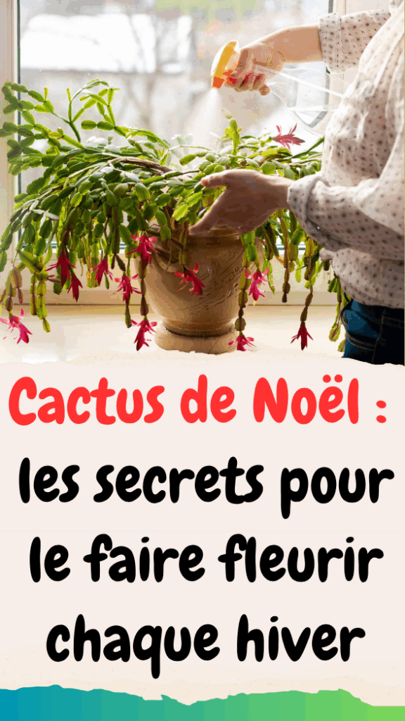 🌺 Cactus de Noël les secrets pour le faire fleurir chaque hiver — free download