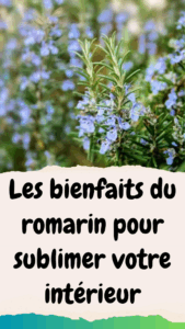 Découvrez comment le romarin peut transformer votre intérieur