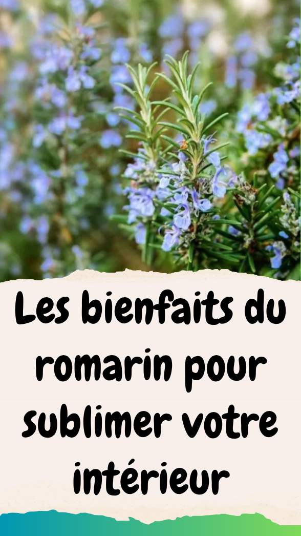 Découvrez comment le romarin peut transformer votre intérieur