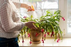 Cactus de Noël : les secrets pour le faire fleurir chaque hiver