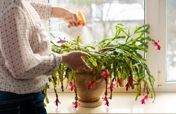 Cactus de Noël : les secrets pour le faire fleurir chaque hiver